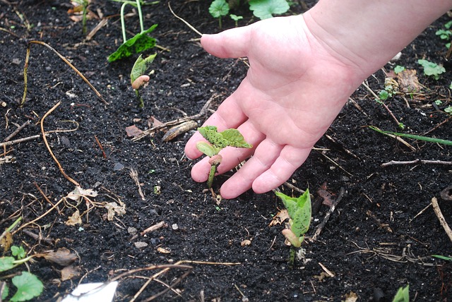 Soil Fertility in the Vegetable Garden