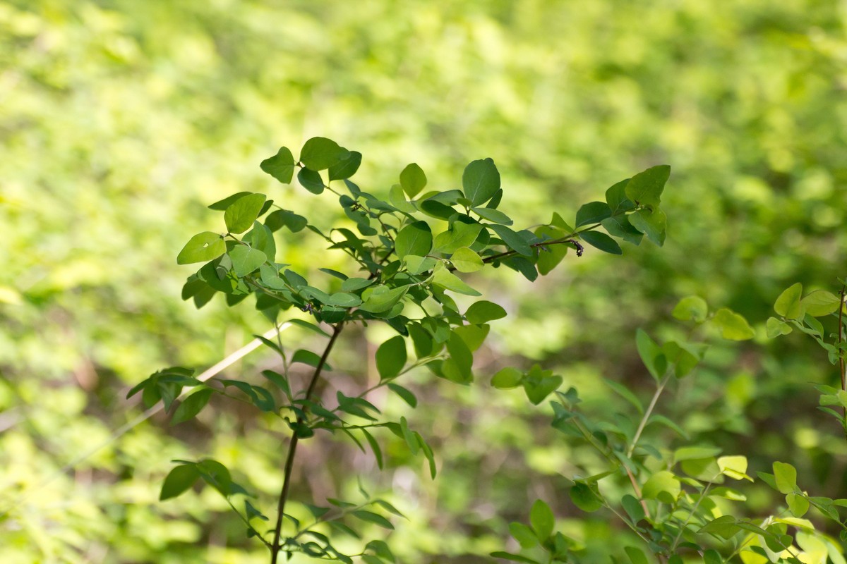 Grow Your Own Nitrogen